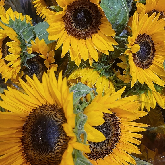 Meet your Posher, Danni - Picture 1 of 1